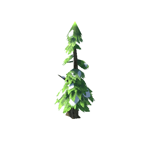 Pine 4 - Snow
